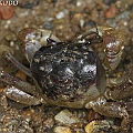 I am still checking this crab. It is a burrowing crab. Possibly Helice leachi (Purple and Cream Mud Crab)